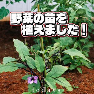 夏野菜トリオ、花壇デビュー🍅