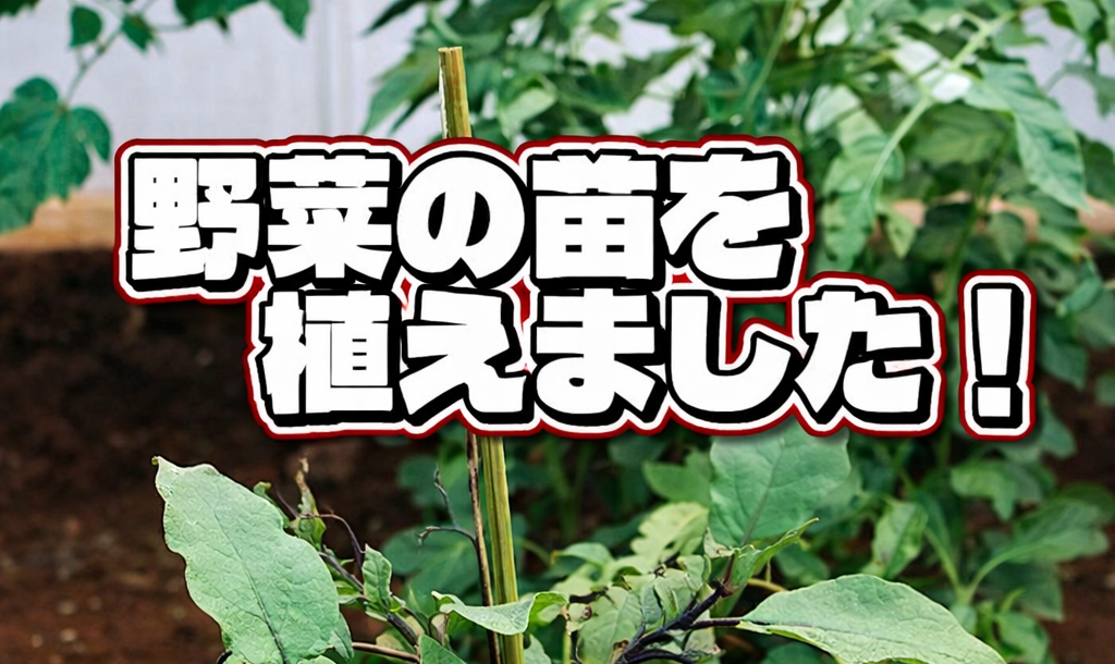 夏野菜トリオ、花壇デビュー🍅
