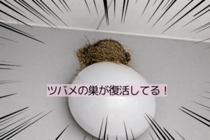 スタッフ歓喜！ツバメの巣が復活してた朝